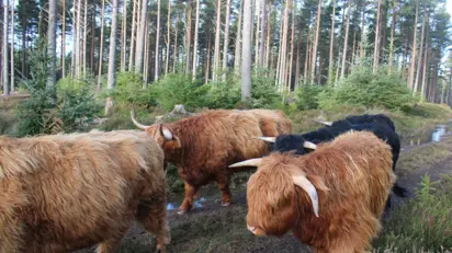 Moray Forest Grazing Highlandcattle 3