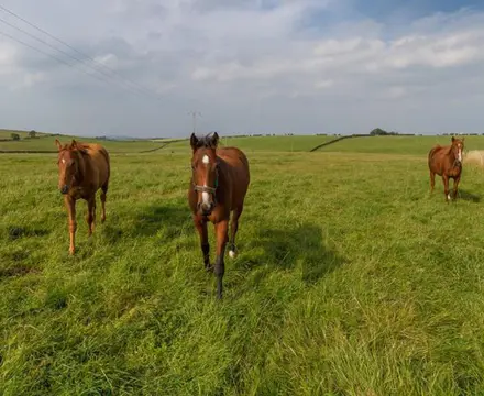 Winning Stud Launched On The Ayrshire Market: Horses At New Hall Stud 808X455