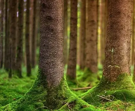 Natural capital update: Woodland creation v peatland restoration – key differences: Forestry