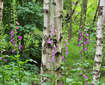 Natural capital update | Woodland carbon - from validation to verification : Natural Capital | James Lighton