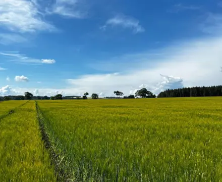 Natural Capital Update | Scottish Basic Payment Scheme update spells out steps to qualify for subsidy: Natural Capital | Barley