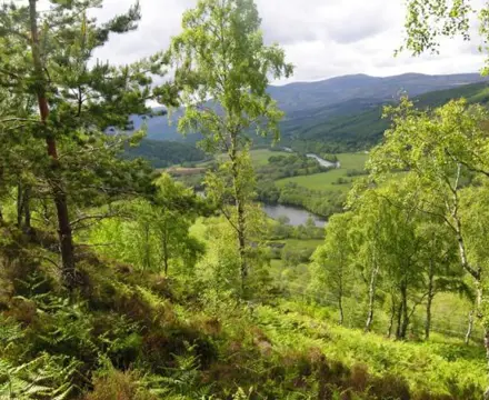 The Forestry and Land Management (Scotland) Bill: Native Woodland Management 808X455