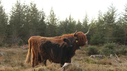 Moray Forest Grazing Highlandcattle 2