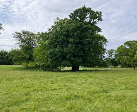 Natural capital update: Science and history show that humans boost biodiversity: Oak Tree | Natural Capital | Galbraith