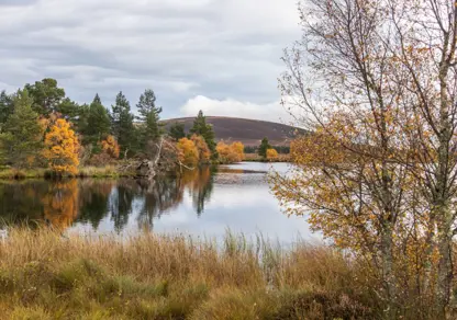 Moray Forest Grazing Black Loch 1