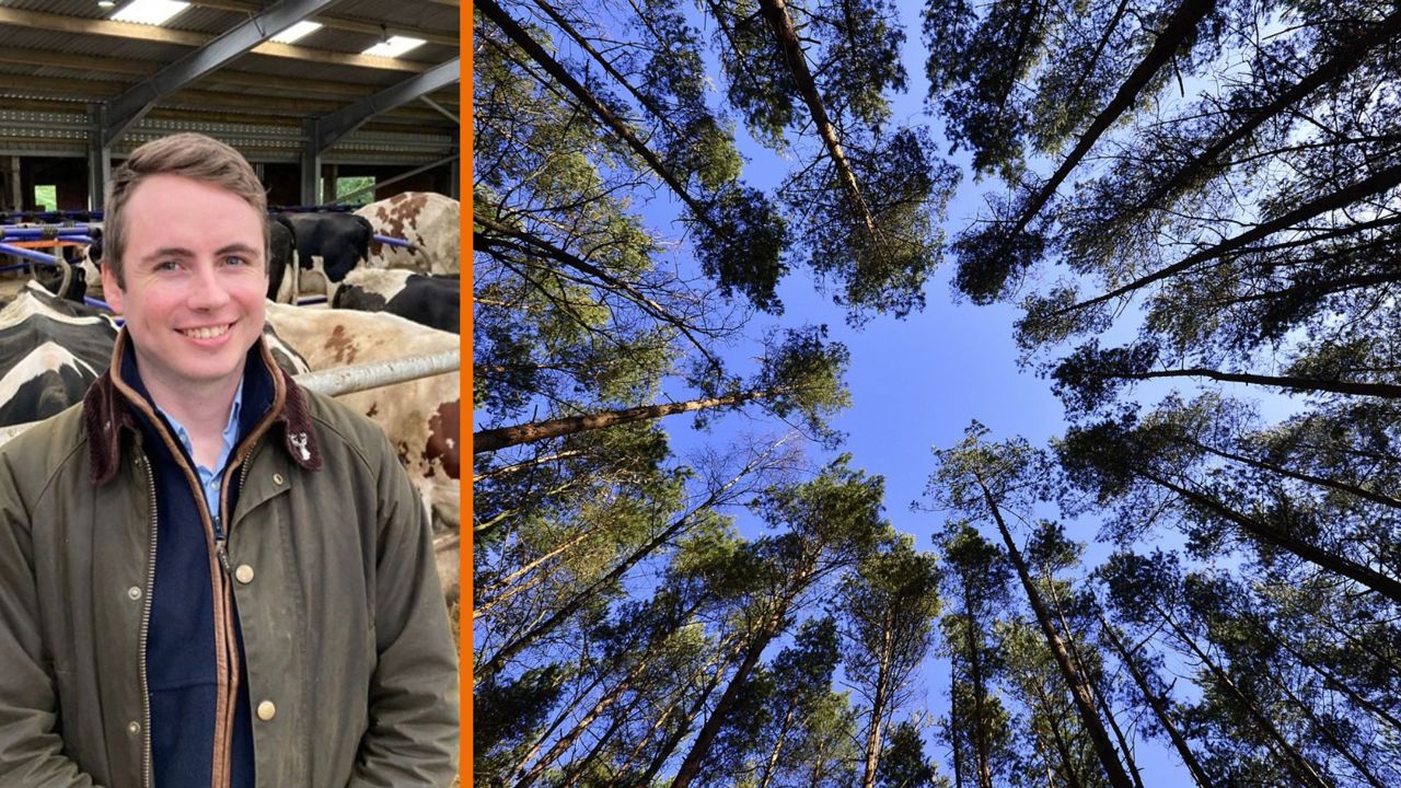 Natural capital update: Thinking of planting trees for credits under the Woodland Carbon Code? Read this first: Woodland Carbon