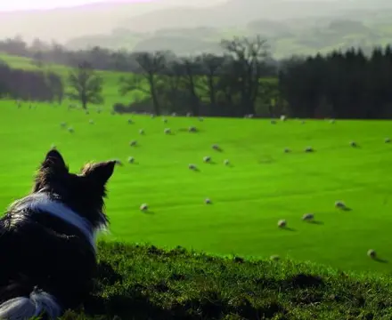 How to see the wood from the trees...And the sheep!: 1615370386 Istock 172230820 2 808X455