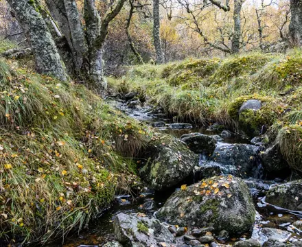 Galbraith develops pioneering biodiversity opportunities: Highland 3