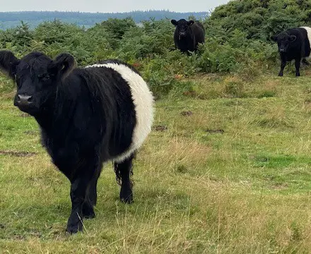 Natural capital update: SFI process highlights particular issues for farmers : Belted Galloway