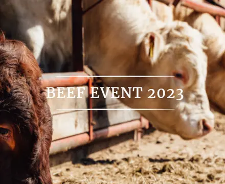 Dalswinton Beef Show: Dalswinton Beef Show