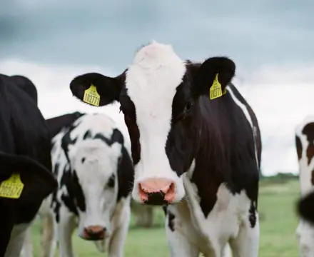 Dairy farming the value-added way: Jakob Cotton Cows