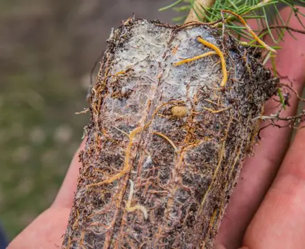 Giving young trees a head start: 4 (1)