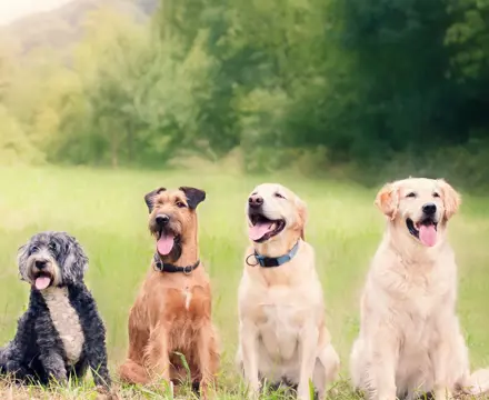 Smallholding Festival 2023: Fife Show