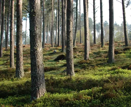 Forest Management Services