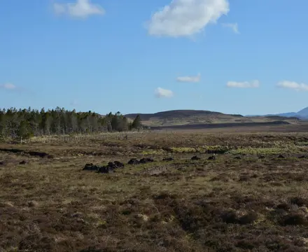 Natural capital update | Markets emerge to target nature recovery  : Peat | Natural Capital | Galbraith