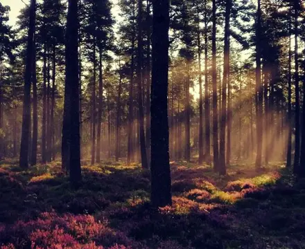 Natural capital update: A key weapon in resource stewardship, carbon codes are part of a much bigger armoury : General Forestry