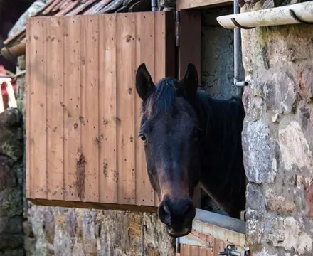 Finding The Perfect Equestrian Property Or Creating One From Scratch: 1584707380 55826974 1790112017756221 4955033228852330496 O 808X455