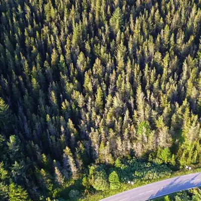 Forestry Property Banner
