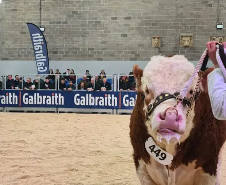 Galbraith Stirling Autumn Bull Sales 2021: Bull