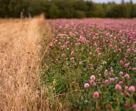 Natural capital update: good news on environmental improvement – but how to achieve it? : Untitled Design (16) (1)