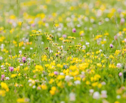 Natural capital update: Key climate scheme re-launched for sustainable land management: 1645538013 Mike Erskine 6Ljqvhptjeu Unsplash 808X455